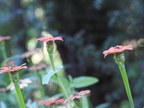 Zinnia peruviana
