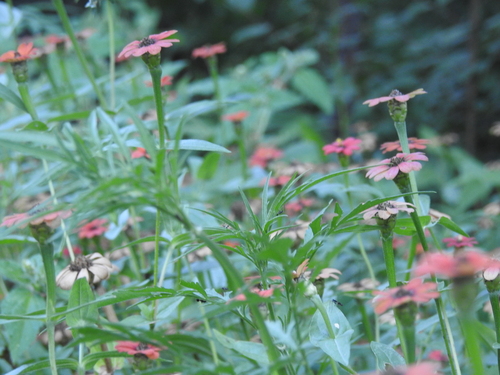 Zinnia peruviana