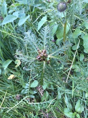 Pedicularis ascendens
