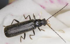 Rhagonycha hesperica