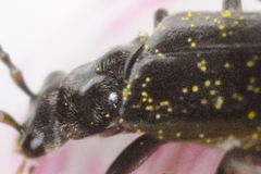Rhagonycha hesperica