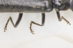 Rhagonycha hesperica