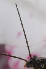 Rhagonycha hesperica