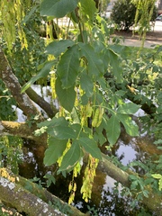 Laburnum