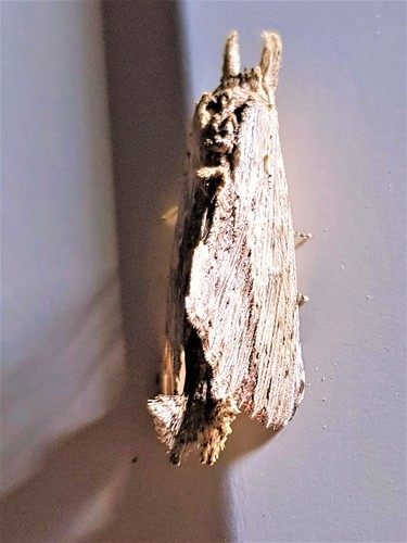 Lyricinus xylophasioides