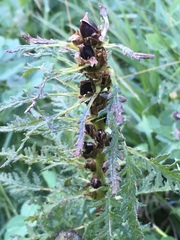 Pedicularis ascendens