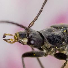Rhagonycha hesperica