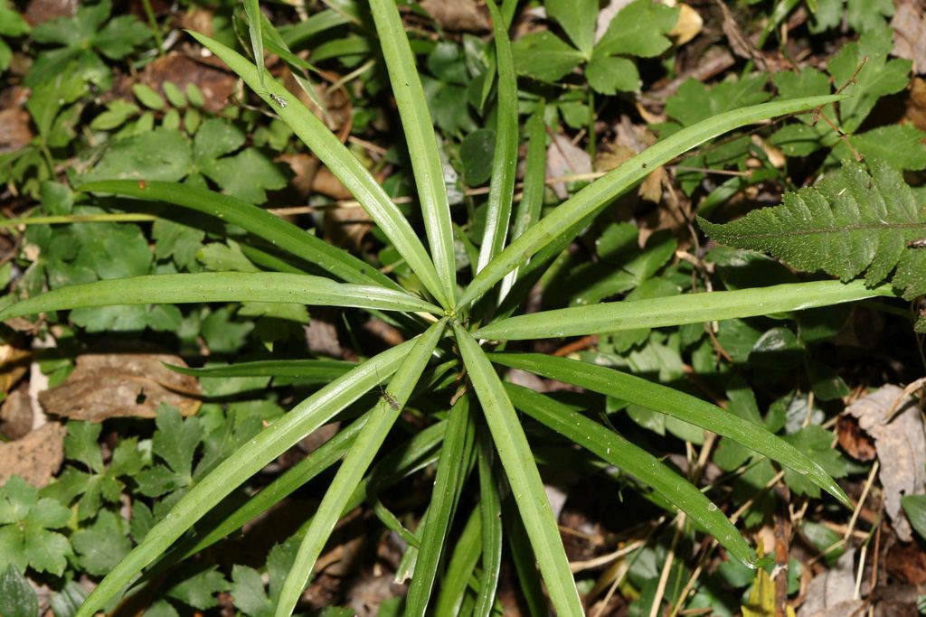 Podocarpus henkelii - council-listed tree