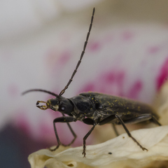 Rhagonycha hesperica