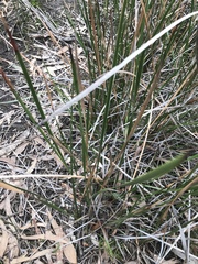 Machaerina rubiginosa