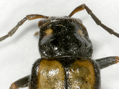 Rhagonycha opaca