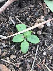 Pterostylis concinna