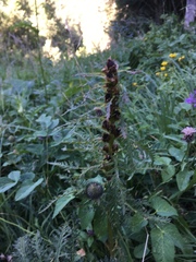 Pedicularis ascendens