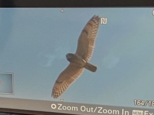 Short-eared Owl