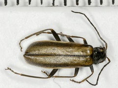 Rhagonycha opaca