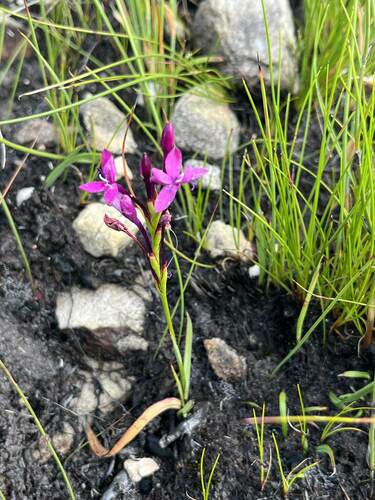 Image of Thereianthus minutus by (c) Ren Hoekstra, some rights reserved (CC BY)