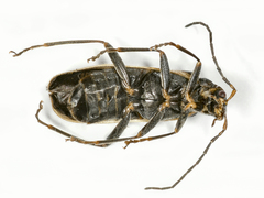 Rhagonycha opaca