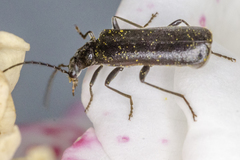Rhagonycha hesperica