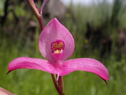 Image of Disa racemosa by (c) Ren Hoekstra, some rights reserved (CC BY)