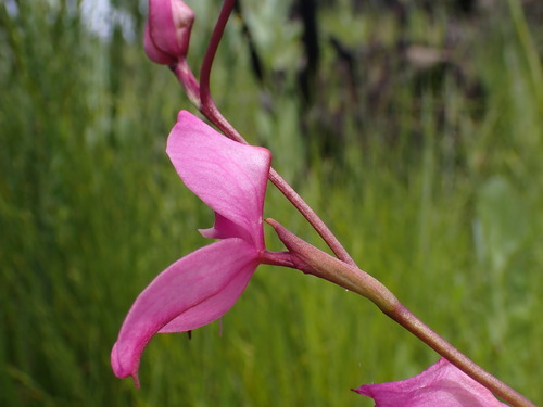 Image of Disa racemosa by (c) Ren Hoekstra, some rights reserved (CC BY)