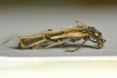 Rhagonycha opaca