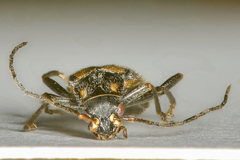 Rhagonycha opaca