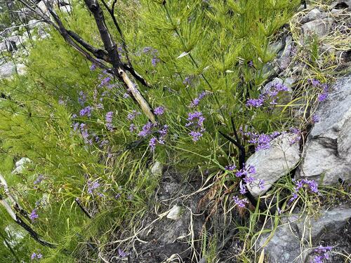 Image of Schizorhiza neglecta by (c) Ren Hoekstra, some rights reserved (CC BY)