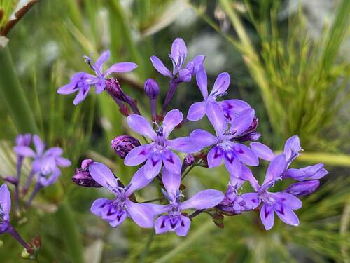 Fire Kabong (Schizorhiza neglecta)
