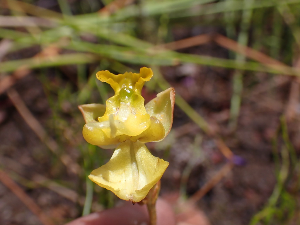 Ceratandra bicolor