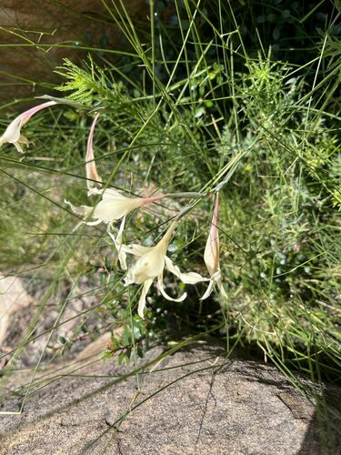 Image of Wild Gladiolus (Gladiolus undulatus) by (c) Ren Hoekstra, some rights reserved (CC BY)