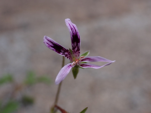 Pelargonium columbinum, photograph 4