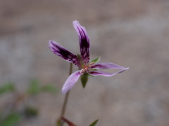 Pelargonium columbinum, photograph (c) Ren Hoekstra, some rights reserved (CC BY)