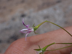 Pelargonium columbinum, photograph (c) Ren Hoekstra, some rights reserved (CC BY)