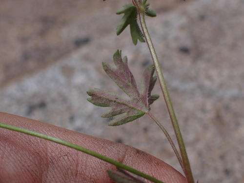 Pelargonium columbinum, photograph 6