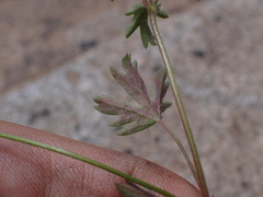 Pelargonium columbinum, photograph (c) Ren Hoekstra, some rights reserved (CC BY)