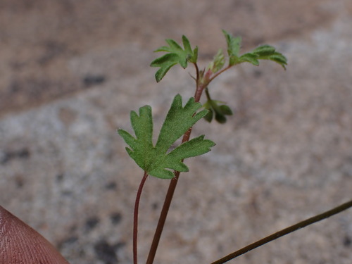 Image of Pelargonium columbinum by (c) Ren Hoekstra, some rights reserved (CC BY)