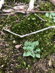 Pterostylis parviflora