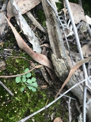 Pterostylis parviflora