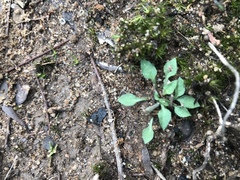 Pterostylis parviflora