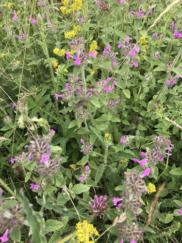 Krūminė šunmėtė nuotrauka