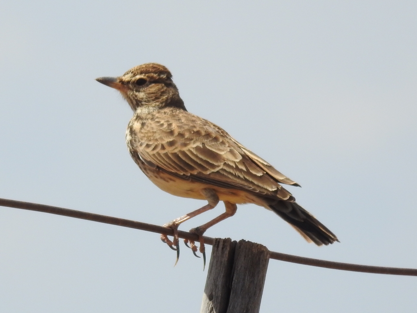 Large-billed Lark (Galerida magnirostris), photo 7