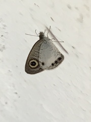 Ypthima ceylonica