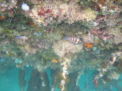 Cirrhitichthys falco