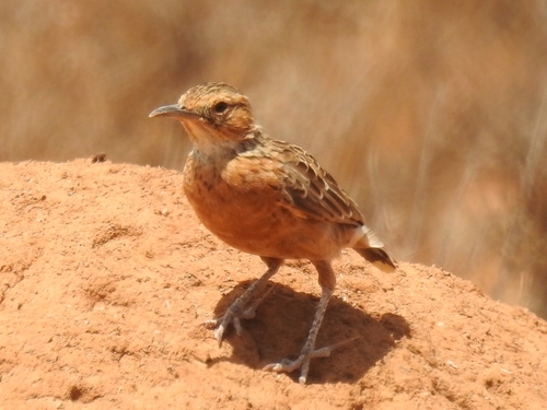 Spike-heeled Lark (Chersomanes albofasciata), photo 6
