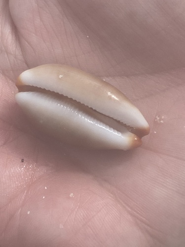 Cypraea isabellamexicana, 2025-01-21