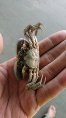Chasmagnathus convexus