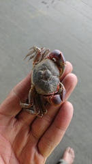 Chasmagnathus convexus