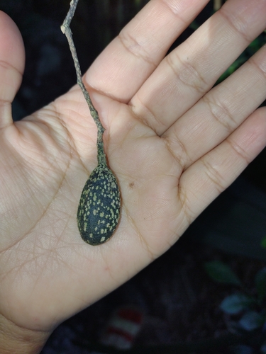 Foto de Cedro