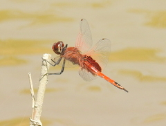 Tramea stenoloba