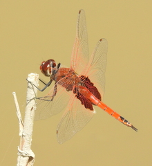 Tramea stenoloba